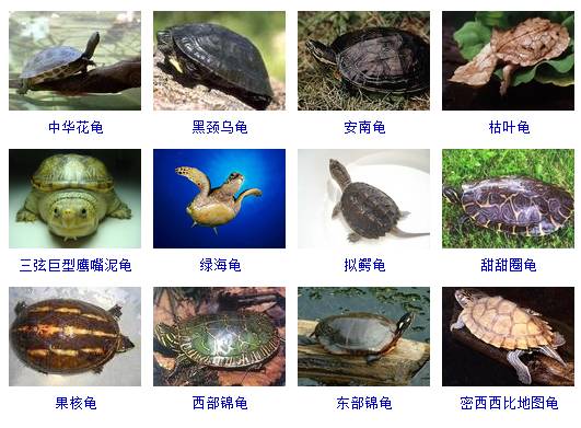 科普展现:乌龟名字（霸气又聚财的乌龟名字）