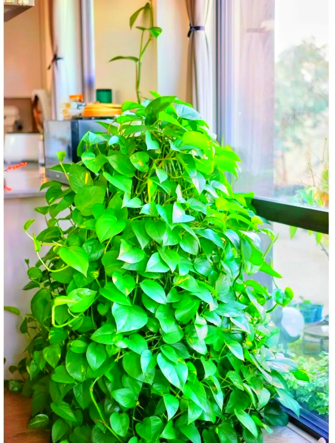 门口宜放什么植物