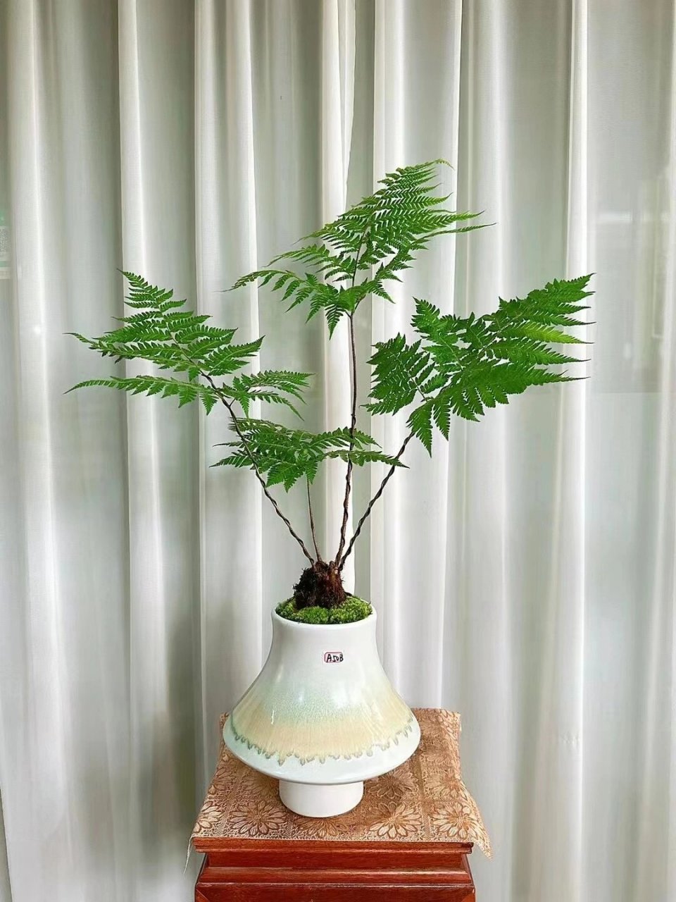 科普展现:室内植物风水（室内植物风水布局）