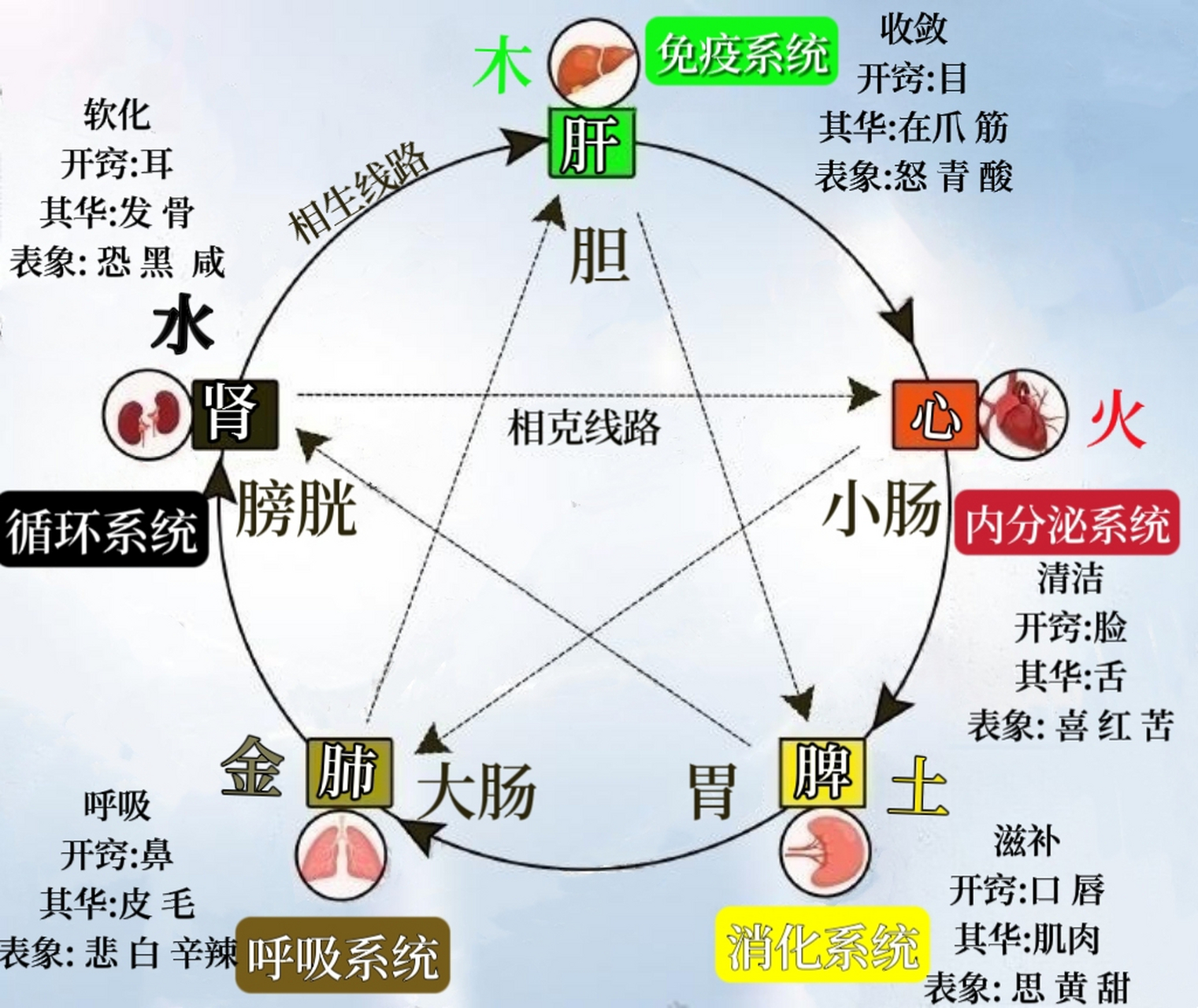科普展现:肝对应五行（肝对应五行什么颜色）