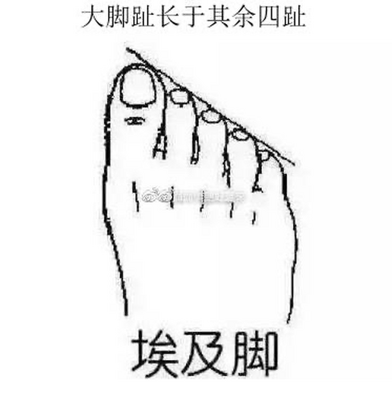 六种脚型什么命