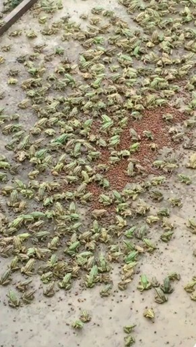 包含养青蛙一亩要多少钱的词条