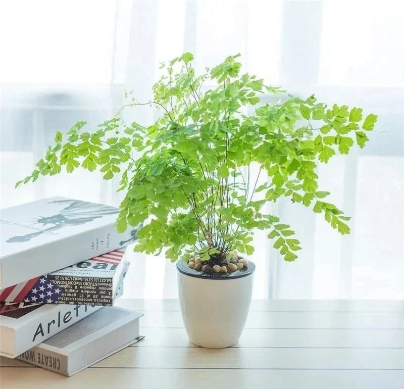 办公室风水植物