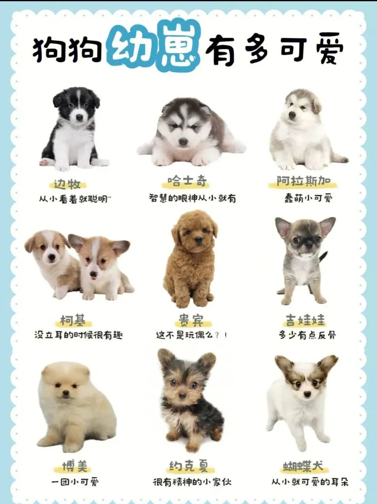 科普展现:可爱狗狗名字（狗狗取名旺主人）