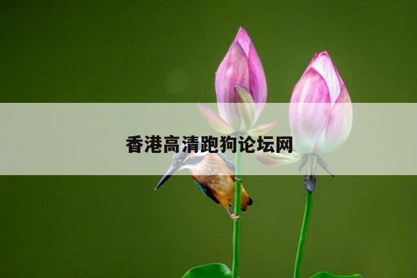 香港高清跑狗论坛网