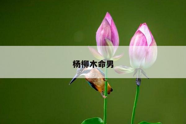 杨柳木命男
