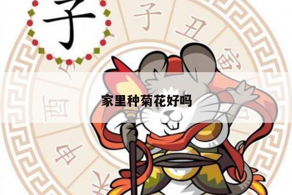 家里种菊花好吗